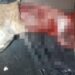 Horror en Burzaco: arrojaron un gato despellejado desde un auto