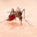 Descubren mutaciones que hacen más fuerte al dengue: podrían multiplicarse los contagios
