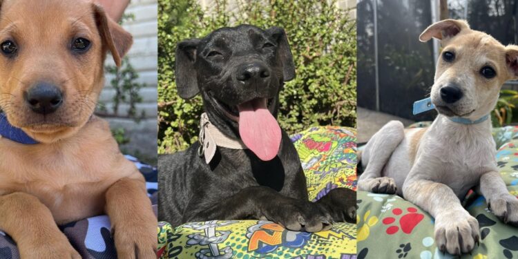 Entregaron 659 escrituras a familias de Brown