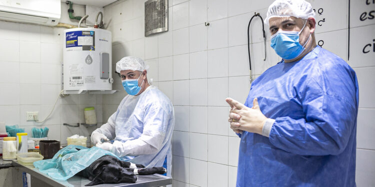 Durante todo el mes, realizarán castraciones gratuitas en Don Orione