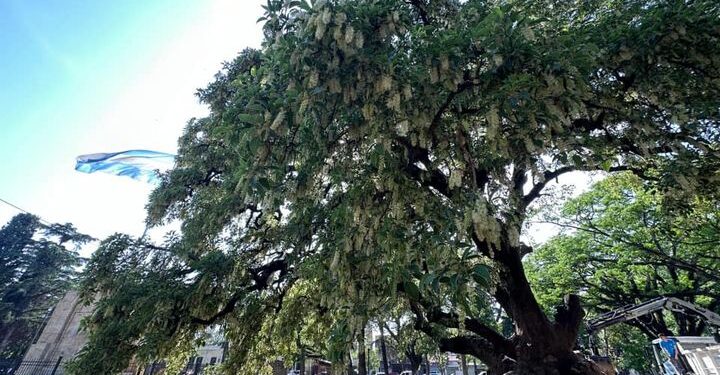 Burzaco: preservan el ombú inmortalizado en la novela de Claudia Piñeiro
