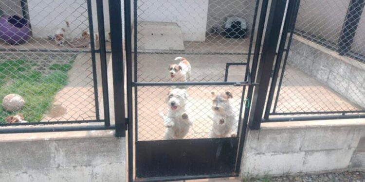 Longchamps: desarticulan una banda por contrabando de perros