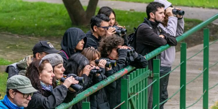 Curso gratuito de observación de aves en Lomas: en que consiste y dónde será