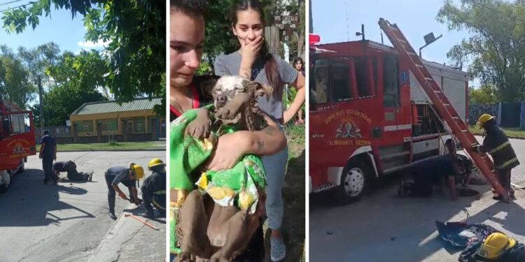Longchamps: rescataron un perro que había caído a una alcantarilla