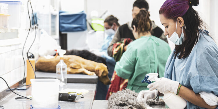 Los operativos de castraciones llegan a plazas y a instituciones de San José