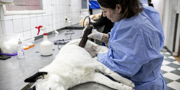 Durante cuatro días Zoonosis realiza castraciones sin turno en Brown