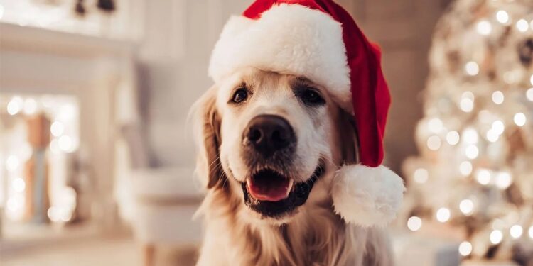 Cómo cuidar a las mascotas de la pirotecnia en Navidad