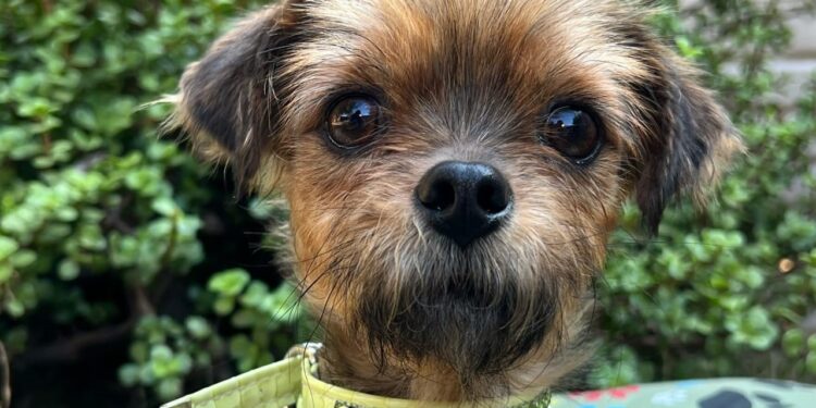 La transformación de Fabricio, el perrito rescatado por Patitas Glew