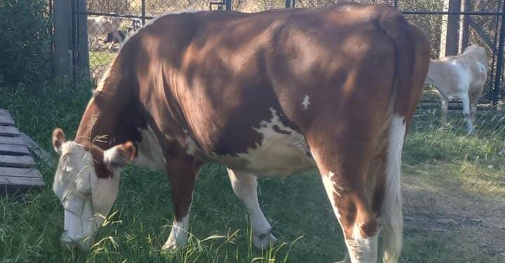 Glew: se robaron a la vaca “Lola” de la escuela agraria