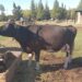 La Granja Municipal le donó una vaca a la escuela de Glew que sufrió el robo de “Lola”