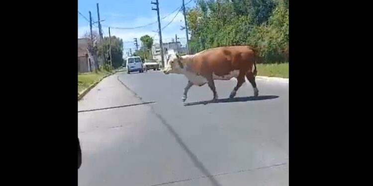 Temperley insólito: una vaca se escapó de un camión y caminó por las calles
