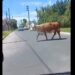 Temperley insólito: una vaca se escapó de un camión y caminó por las calles