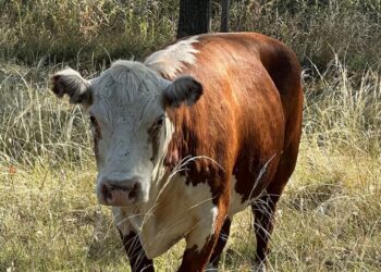 Temperley: Valiente,  la vaca que saltó de un camión para no ir al matadero ahora tiene una nueva vida