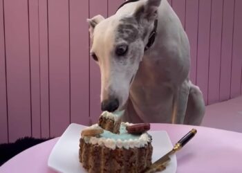 El café de Lomas donde los animales tienen su propio menú y festejan su cumpleaños