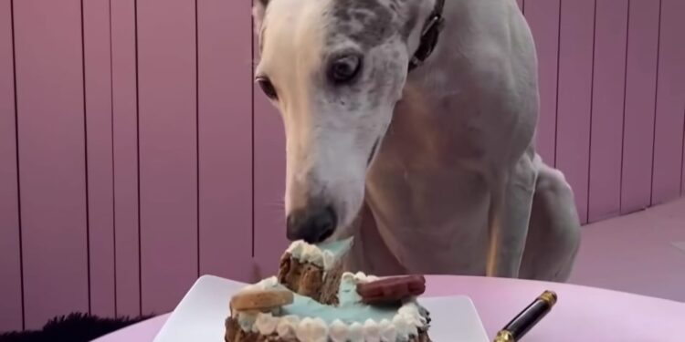 El café de Lomas donde los animales tienen su propio menú y festejan su cumpleaños