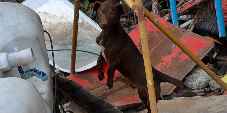 Patitas Glew rescata 11 perros maltratados, ahorcados con cadenas