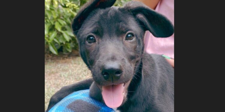 Glew: juntan cuchas y mantas para ayudar a los perros rescatados