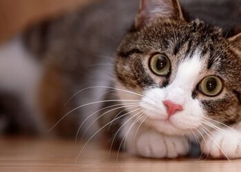 Esto es para vos Karen: la UBA lanzó un curso de entrenamiento felino