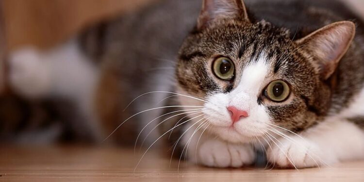 Esto es para vos Karen: la UBA lanzó un curso de entrenamiento felino