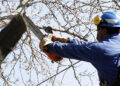 Lanzaron una guía para la poda del arbolado público en Brown