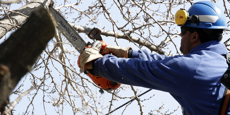 Lanzaron una guía para la poda del arbolado público en Brown