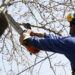 Lanzaron una guía para la poda del arbolado público en Brown