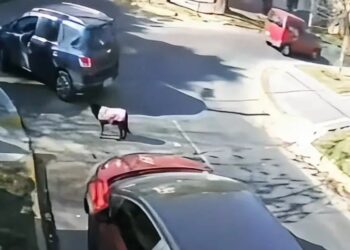 Tristeza en Banfield: atropelló a una perra y la mató