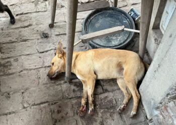 Envenenaron a más de diez perros de un refugio en el conurbano: siete murieron