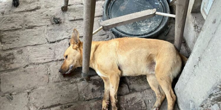 Envenenaron a más de diez perros de un refugio en el conurbano: siete murieron