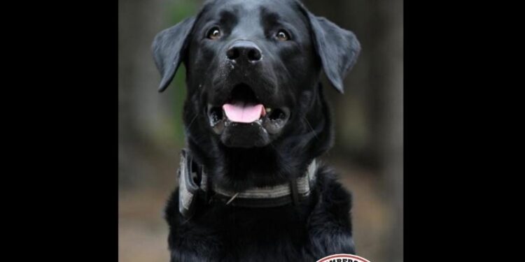 Dan detalles de la recuperación de Morgan, el perro rescatista de los bomberos de Brown