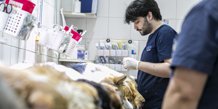 En un mes Zoonosis Brown realizó 1266 castraciones en el punto fijo de Longchamps y extienden el servicio durante julio