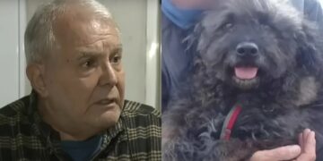 Viuda negra en Temperley: desvalijaron a u hombre de 74 años y mataron a su perro a puñaladas