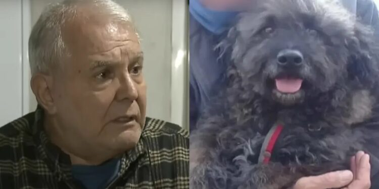 Viuda negra en Temperley: desvalijaron a u hombre de 74 años y mataron a su perro a puñaladas