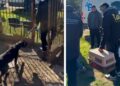 Rescataron 17 perros de un criadero de Burzaco y los darán en adopción