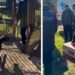 Rescataron 17 perros de un criadero de Burzaco y los darán en adopción