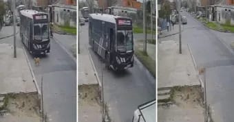 Lomas: un colectivero atropelló, mató una perra y siguió su recorrido