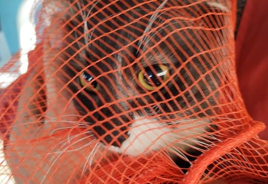 Llegan a Malvinas los operativos gratuitos de castraciones