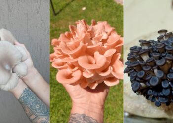 Dia de campo en Ministro Rivadavia con taller de hongos comestibles, fogón y flora