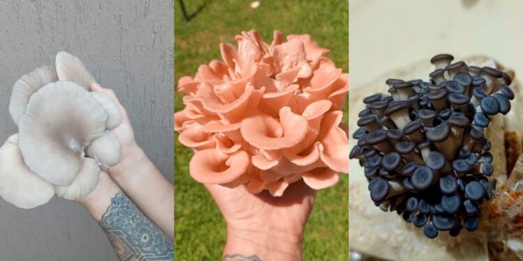 Dia de campo en Ministro Rivadavia con taller de hongos comestibles, fogón y flora