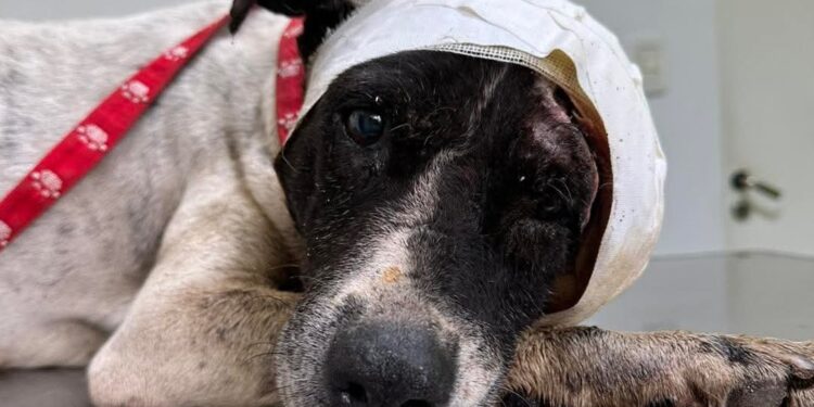 La conmovedora historia de Gitano y la búsqueda de una familia para el perro del milagro