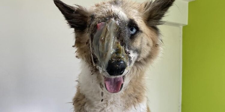 Glew: piden ayuda para poder operar de un tumor a una perra