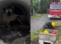 Rescatan a una perra y sus siete cachorros recién nacidos de una cañería en Glew