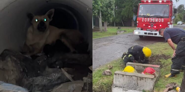Rescatan a una perra y sus siete cachorros recién nacidos de una cañería en Glew