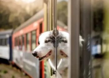 Habilitaron el traslado de mascotas en micros y trenes de larga distancia