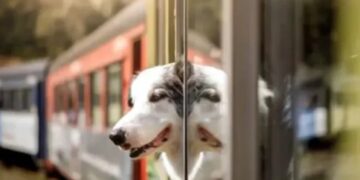 Habilitaron el traslado de mascotas en micros y trenes de larga distancia