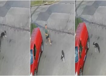 En Navidad, bajo a su perro del auto y lo abandonó en una calle de Lomas