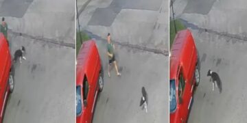 En Navidad, bajo a su perro del auto y lo abandonó en una calle de Lomas