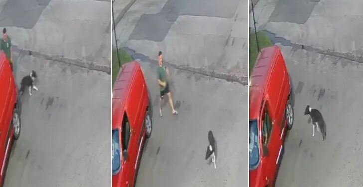 En Navidad, bajo a su perro del auto y lo abandonó en una calle de Lomas