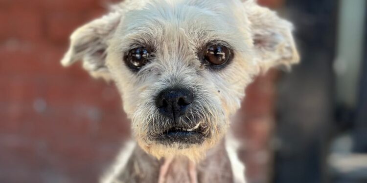 Adrogué: el milagro de Arturo, el perro al que rescataron de la calle, lo operaron dos veces y ahora busca una familia