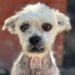 Adrogué: el milagro de Arturo, el perro al que rescataron de la calle, lo operaron dos veces y ahora busca una familia